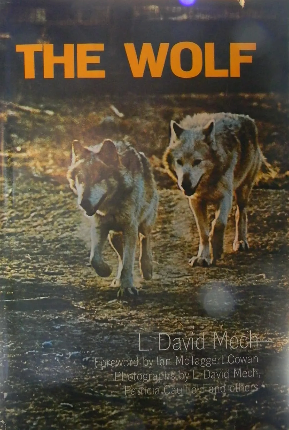 The Wolf: Ecology and Behavior of an Endangered Species