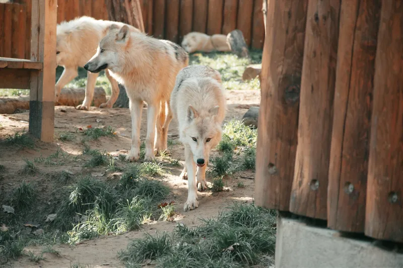 The Wolf Pack Leader Who Spent Decades Disowning His Own Discovery