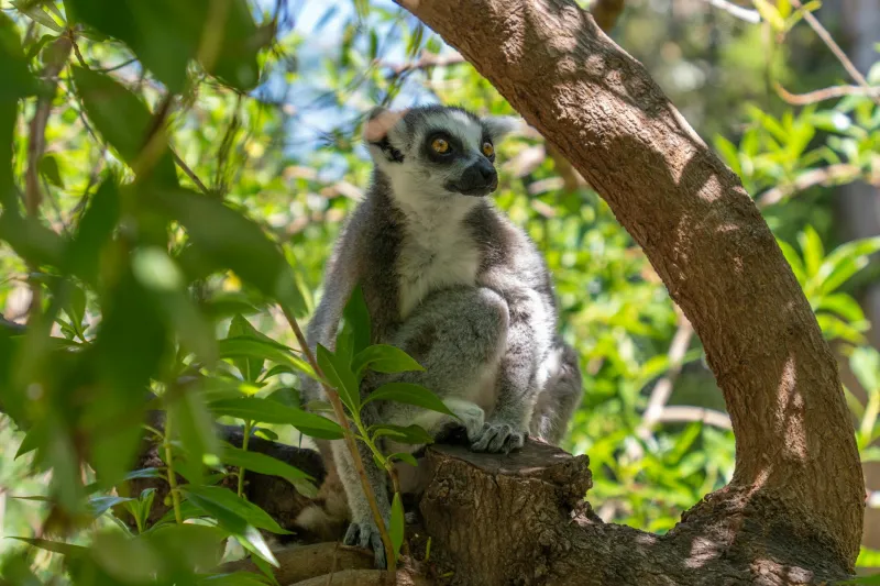 Your Elementary School Science Book Got Evolution Wrong — And It's Still Confusing Everyone
