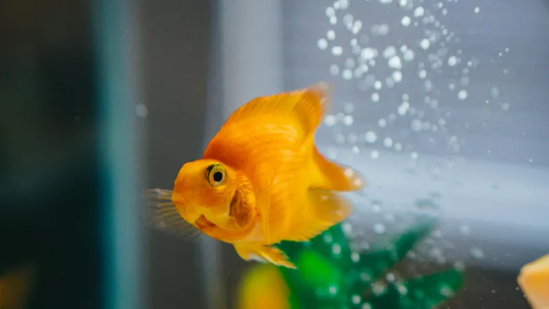 The Three-Second Memory Myth: How We Got Goldfish Completely Wrong