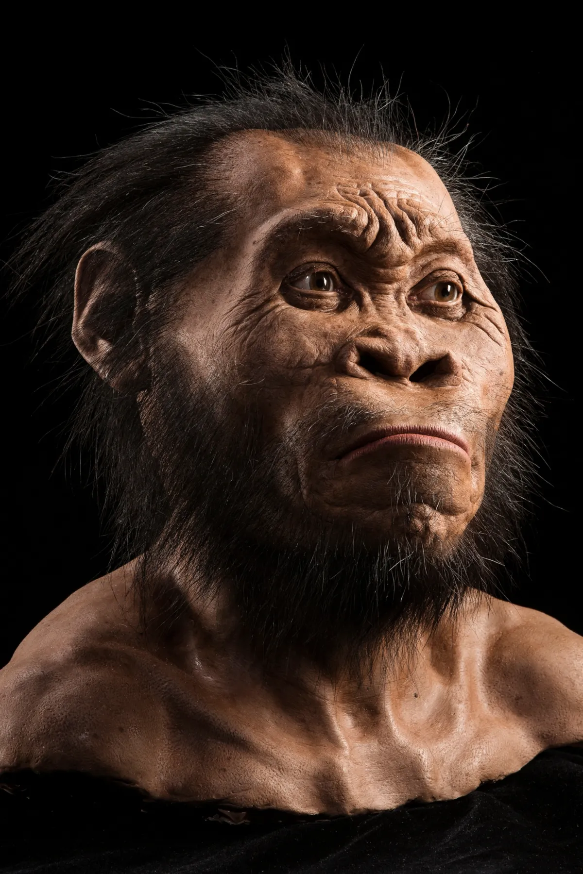 Homo erectus