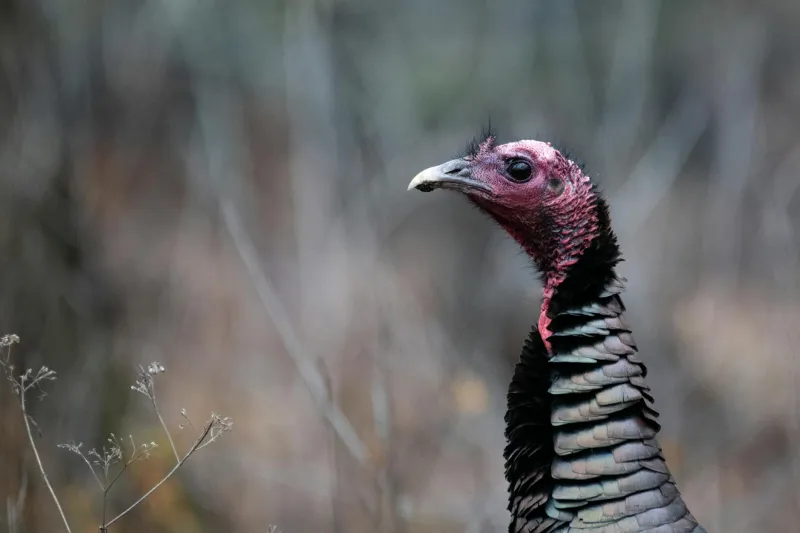 How America's Thanksgiving Bird Got a Reputation for Being Dumber Than a Rock